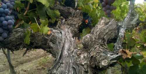 New Varieties